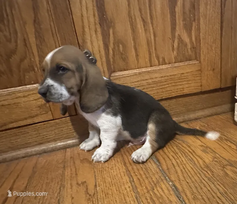 Noodle AKC Basset – Basset Hound puppy for sale in New Effington, SD