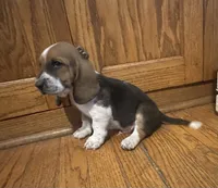 Noodle AKC Basset, a male Basset Hound for sale in New Effington, SD – 1 of 2