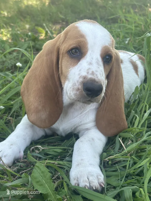 Lacey AKC basset – Basset Hound puppy for sale in New Effington, SD