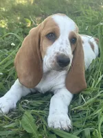 Lacey AKC basset, a female Basset Hound for sale in Alexandria, MN – 1 of 4
