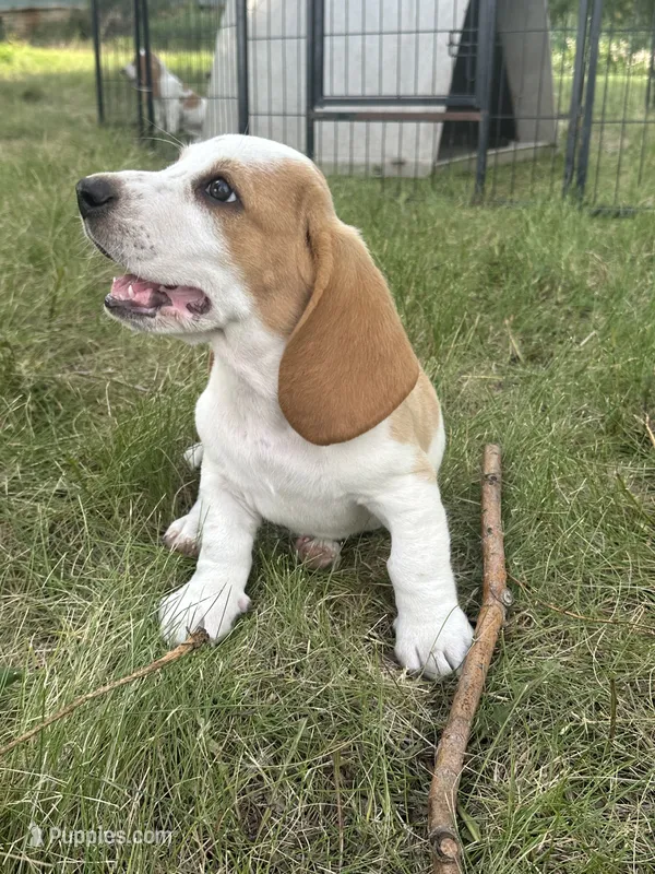 Cornbread AKC basset – Basset Hound puppy for sale in New Effington, SD