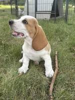 Cornbread AKC basset, a male Basset Hound for sale in Alexandria, MN – 1 of 6