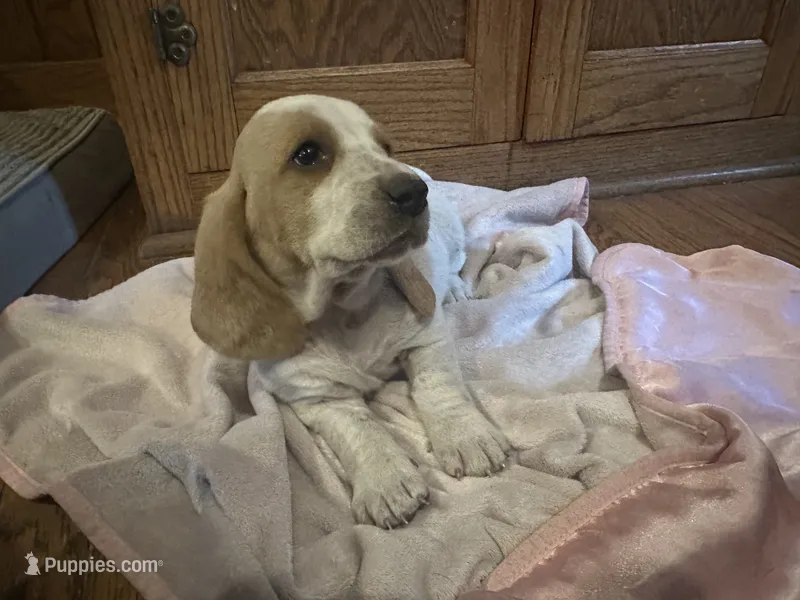 Lacey AKC Basset  – Basset Hound puppy for sale in New Effington, SD