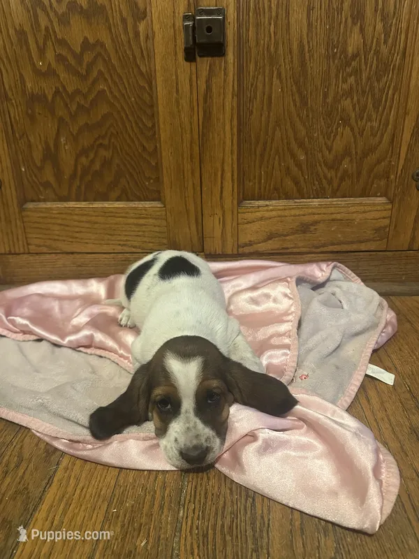 Pancake AKC basset – Basset Hound puppy for sale in New Effington, SD