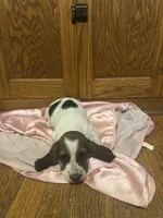 Pancake AKC basset, a female Basset Hound for sale in New Effington, SD – 1 of 2