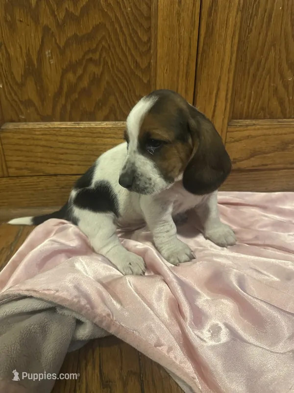 Pineapple AKC Basset – Basset Hound puppy for sale in New Effington, SD
