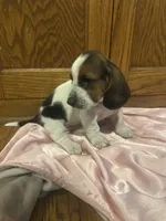 Pineapple AKC Basset, a female Basset Hound for sale in New Effington, SD – 1 of 2