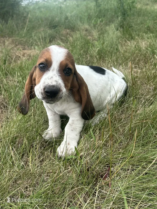 Pancake AKC basset – Basset Hound puppy for sale in New Effington, SD