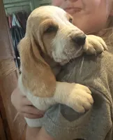 Lacey AKC Basset , a female Basset Hound for sale in New Effington, SD – 2 of 3