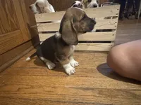 Noodle AKC Basset, a male Basset Hound for sale in New Effington, SD – 2 of 2