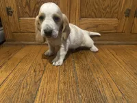 Eggbake AKC Basset, a male Basset Hound for sale in New Effington, SD – 2 of 2