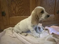 Lacey AKC Basset , a female Basset Hound for sale in New Effington, SD – 3 of 3
