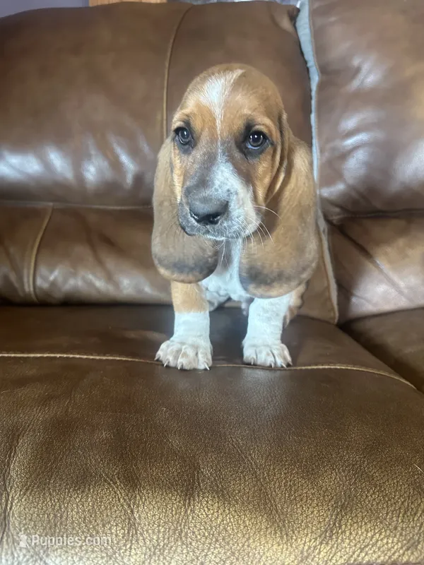 Noodle AKC Basset – Basset Hound puppy for sale in New Effington, SD