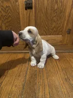 Eggbake AKC Basset, a male Basset Hound for sale in New Effington, SD – 1 of 2