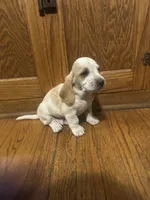 Cornbread AKC basset, a male Basset Hound for sale in New Effington, SD – 2 of 2