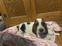 Pancake AKC basset, a female Basset Hound for sale in New Effington, SD – 2 of 2