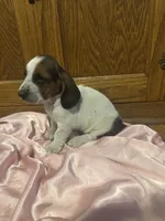Pineapple AKC Basset, a female Basset Hound for sale in New Effington, SD – 2 of 2