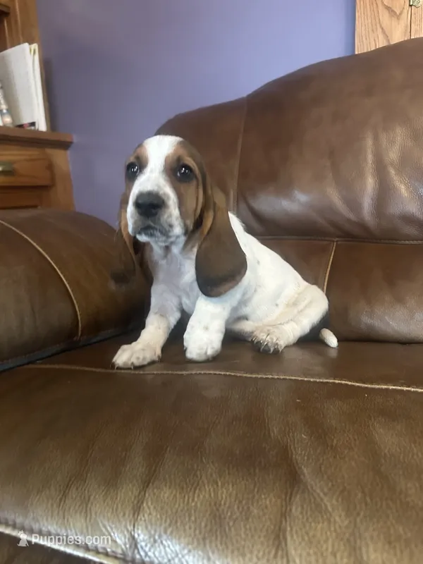 Pancake AKC basset – Basset Hound puppy for sale in New Effington, SD