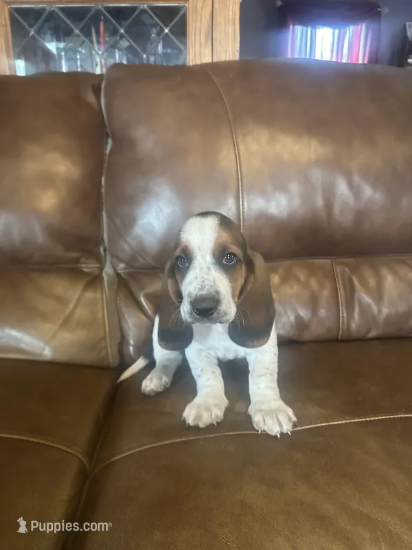 Pineapple AKC Basset – Basset Hound puppy for sale in New Effington, SD
