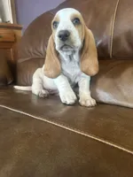 Lacey AKC basset, a female Basset Hound for sale in Alexandria, MN – 3 of 4