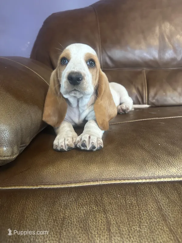 Lacey AKC Basset  – Basset Hound puppy for sale in New Effington, SD