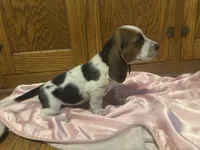 Kiwi AKC basset, a female Basset Hound for sale in New Effington, SD – 2 of 2