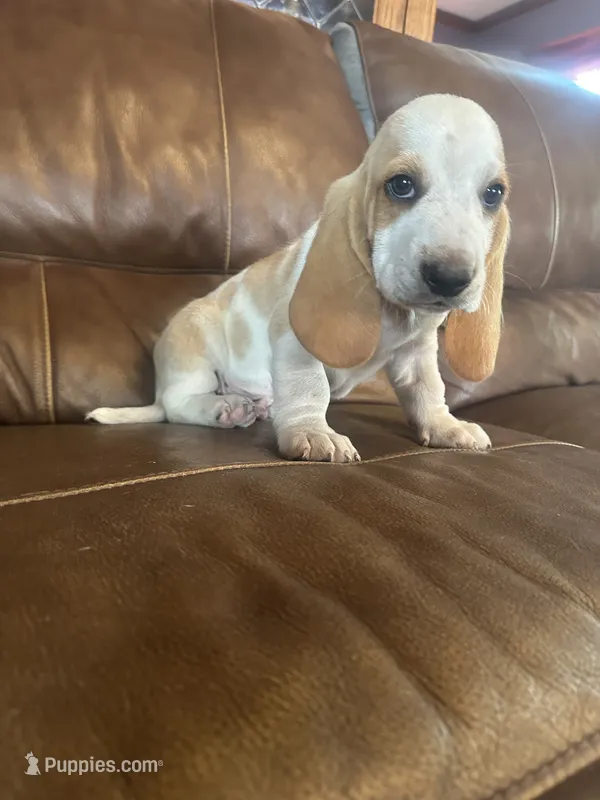 Cornbread AKC basset – Basset Hound puppy for sale in New Effington, SD