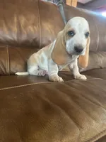 Cornbread AKC basset, a male Basset Hound for sale in Alexandria, MN – 2 of 6