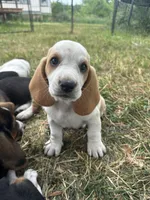 Cornbread AKC basset, a male Basset Hound for sale in Alexandria, MN – 6 of 6