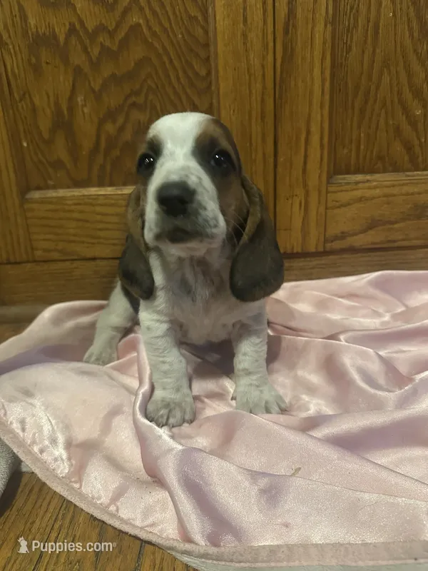 Kiwi AKC basset – Basset Hound puppy for sale in New Effington, SD