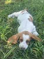 Lacey AKC basset, a female Basset Hound for sale in Alexandria, MN – 4 of 4