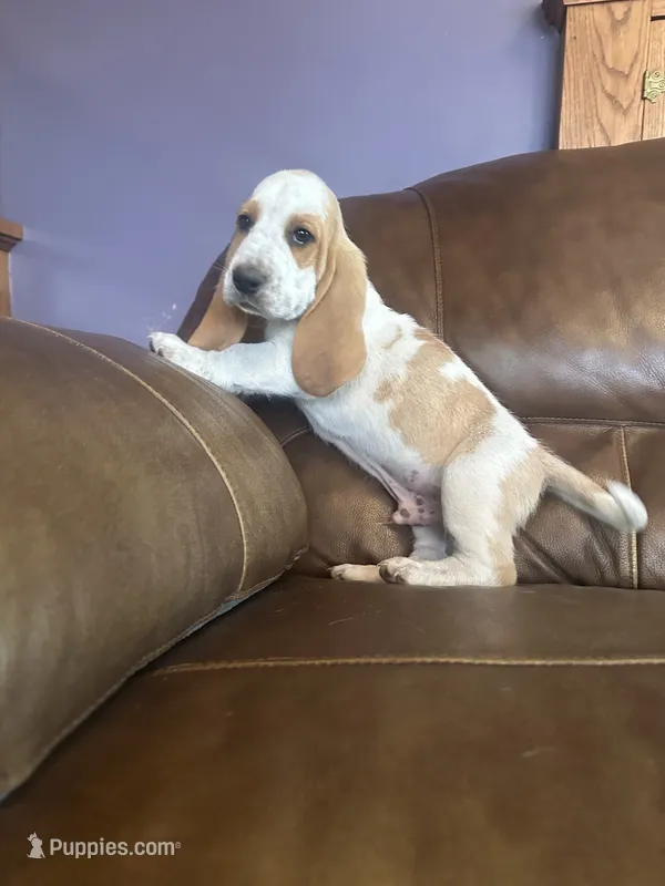 Eggbake AKC Basset – Basset Hound puppy for sale in New Effington, SD