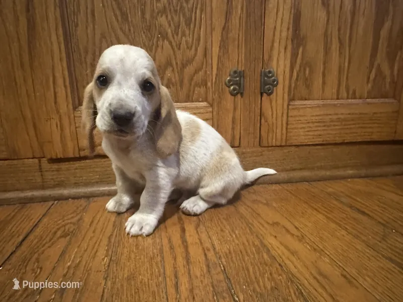 Cornbread AKC basset – Basset Hound puppy for sale in New Effington, SD
