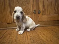 Cornbread AKC basset, a male Basset Hound for sale in New Effington, SD – 1 of 2