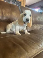 Cornbread AKC basset, a male Basset Hound for sale in Alexandria, MN – 4 of 6