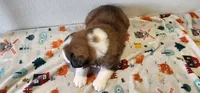 Winston, a male Bernese Mountain Dog and Great Pyrenees for sale in Newport, NE – 6 of 6