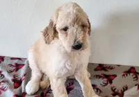 Clyde, a male Goldendoodle for sale in Newport, NE – 5 of 7
