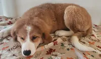 Stella, a female Bernese Mountain Dog and Great Pyrenees for sale in Newport, NE – 5 of 5