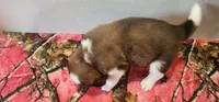 Hailey, a female Bernese Mountain Dog and Great Pyrenees for sale in Newport, NE – 5 of 6