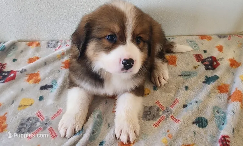 Winston – Bernese Mountain Dog, Great Pyrenees puppy for sale in Newport, NE
