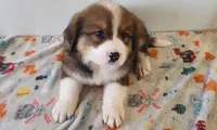 Winston, a male Bernese Mountain Dog and Great Pyrenees for sale in Newport, NE – 1 of 6