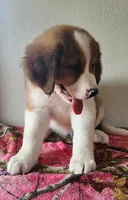 Heidi, a female Bernese Mountain Dog and Great Pyrenees for sale in Newport, NE – 5 of 8