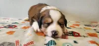 Asher, a male Bernese Mountain Dog and Great Pyrenees for sale in Newport, NE – 2 of 6