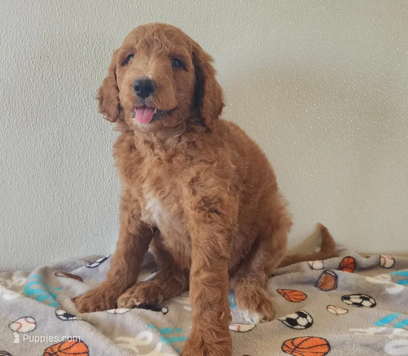 Blaze – Goldendoodle puppy for sale in Newport, NE