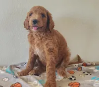 Blaze, a male Goldendoodle for sale in Newport, NE – 1 of 7