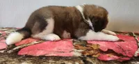 Hailey, a female Bernese Mountain Dog and Great Pyrenees for sale in Newport, NE – 3 of 6