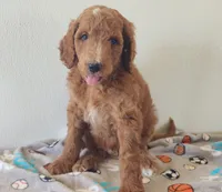 Blaze, a male Goldendoodle for sale in Newport, NE – 7 of 7