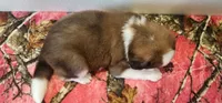 Hailey, a female Bernese Mountain Dog and Great Pyrenees for sale in Newport, NE – 4 of 6