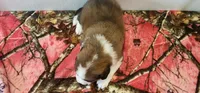 Buttercup, a female Bernese Mountain Dog and Great Pyrenees for sale in Newport, NE – 4 of 5