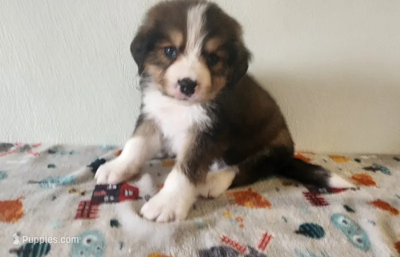Tucker – Bernese Mountain Dog, Great Pyrenees puppy for sale in Newport, NE